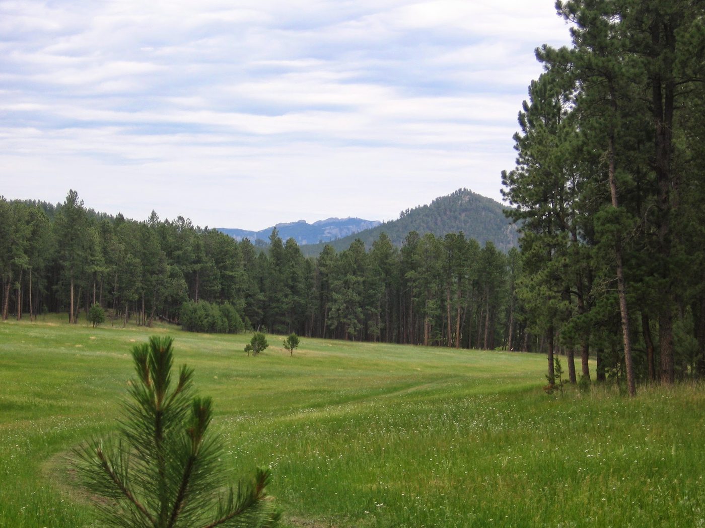 Pine forest and meadow in the Black Hills of South Dakota